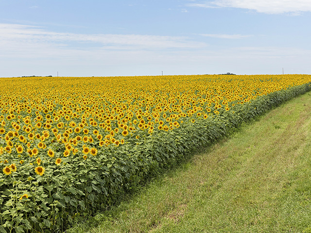 North Dakota farmer Rocky Bateman learned that corn is the best crop to follow sunflowers in a diversified crop rotation. (DTN/The Progressive Farmer photo by David L. Hansen)